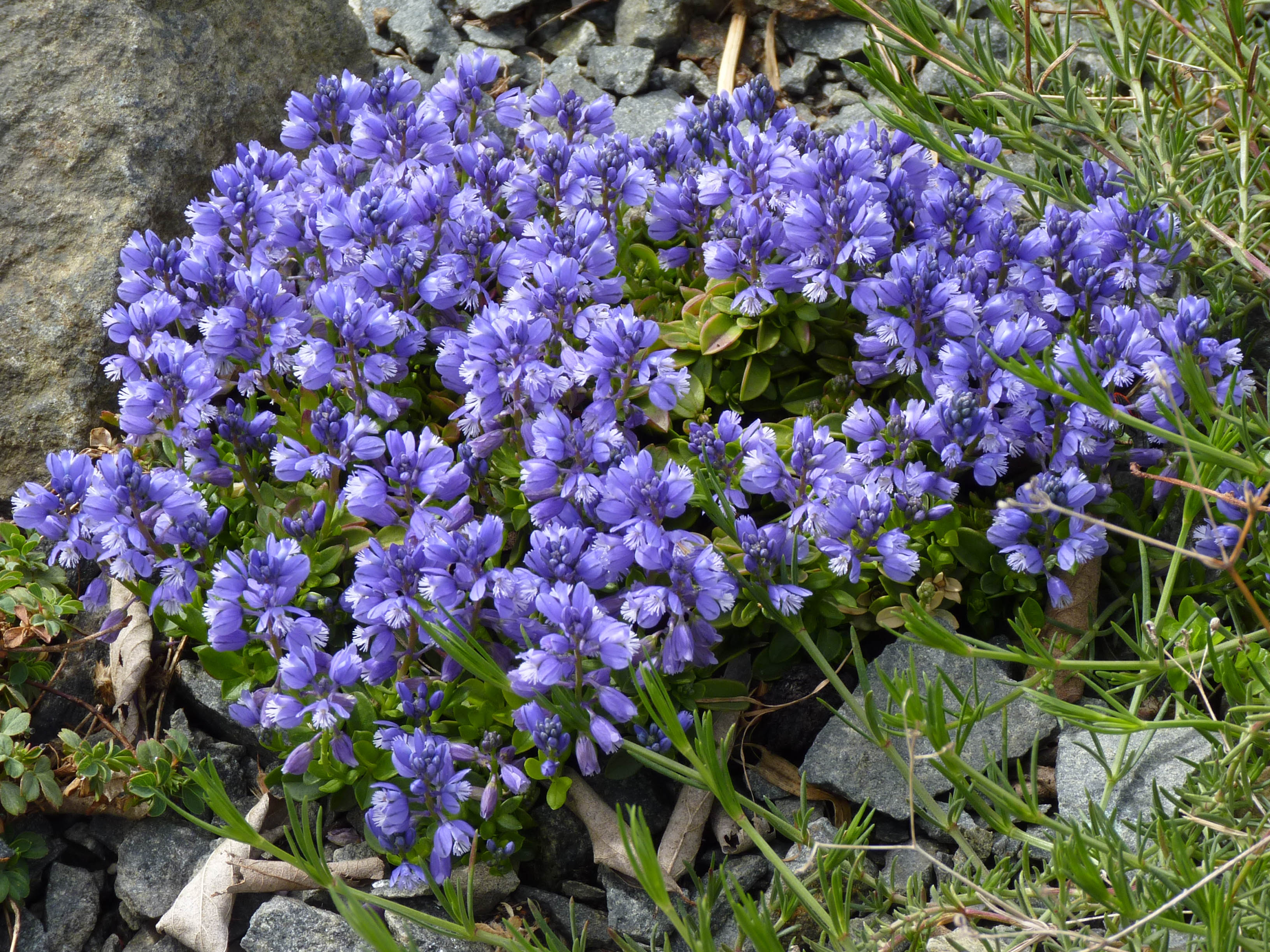 Polygala calcarea 'Lillet' photo